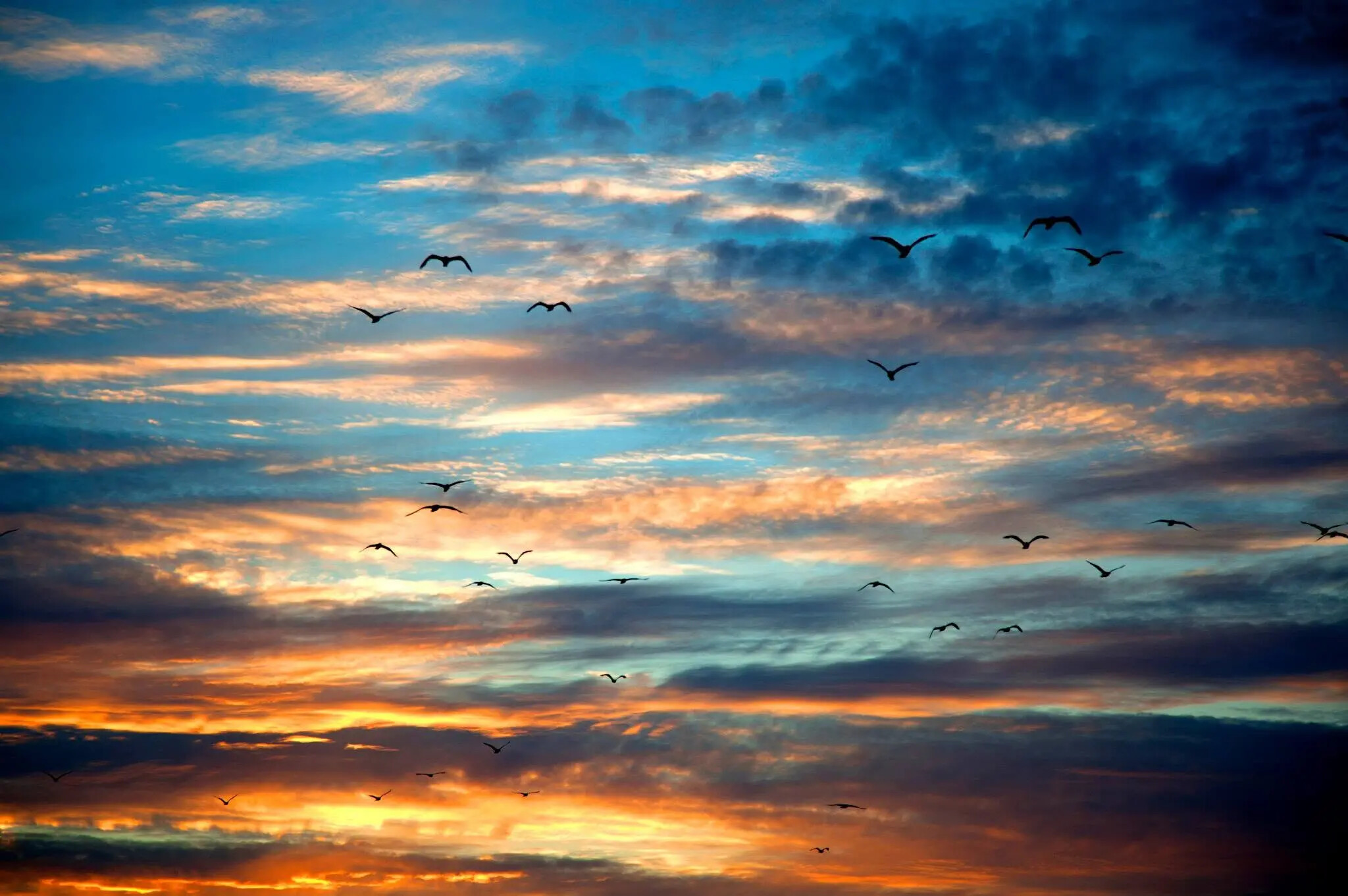 Birds crossing a dramatic coastal sky, photographed by Rodney Marullo