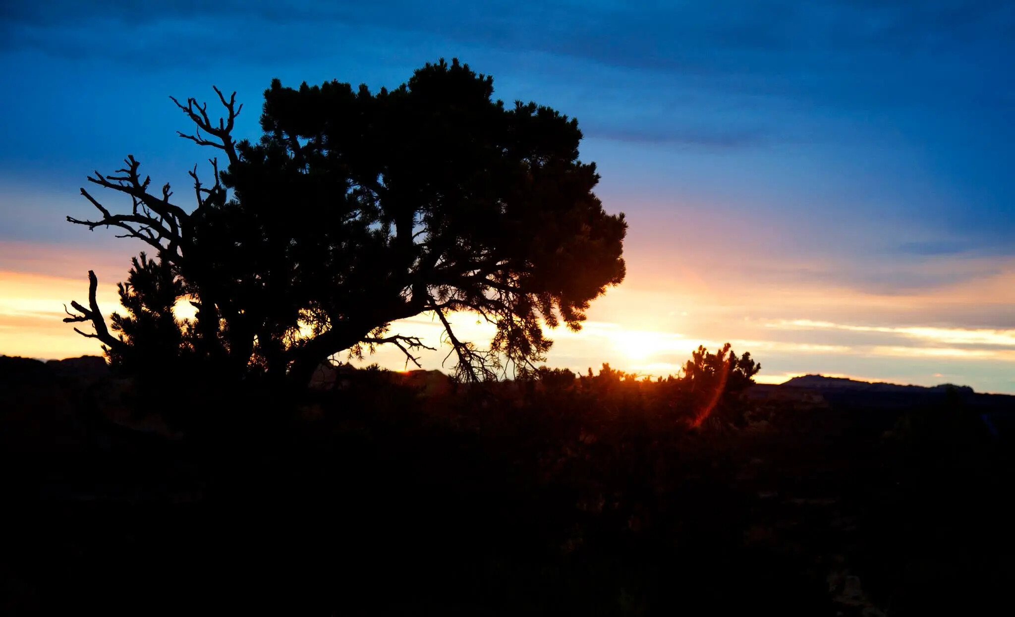 A wind-shaped tree at sunset, photographed by Rodney Marullo