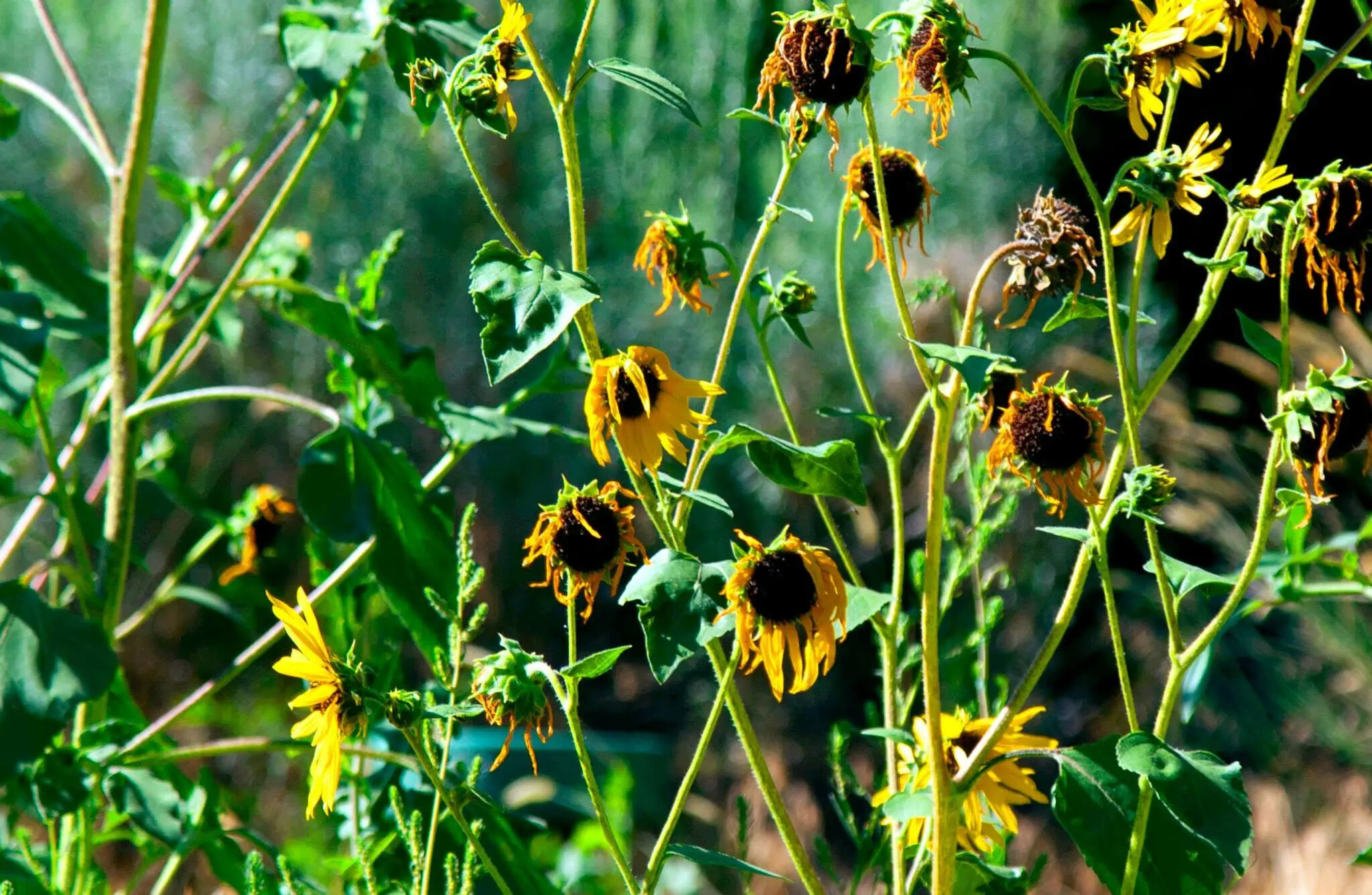 Wildflowers photographed by Rodney Marullo